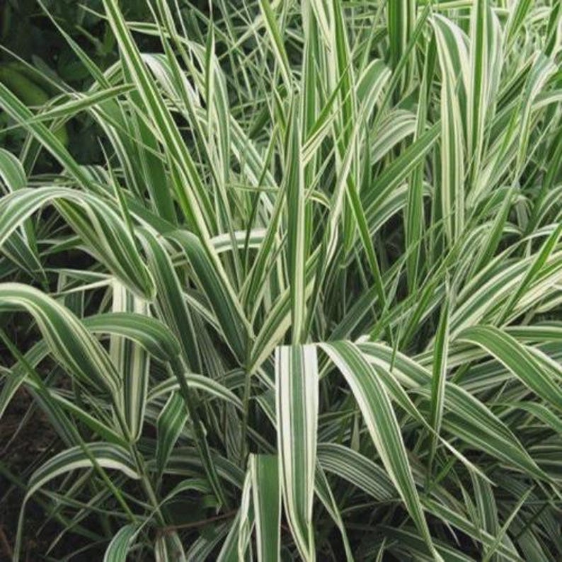 Ribbon Grass Seeds - Perennial Ground Cover in Zones 4-9 - Hardy Phalaris arundinacea for Sun & Part Shade
