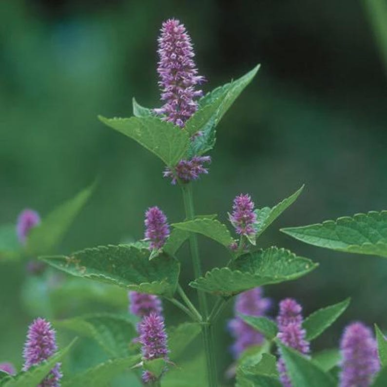 Anise Hyssop Plant Bareroot Agastache foeniculum Aromatic Herb for Gardens Pollinators Purple Flowers
