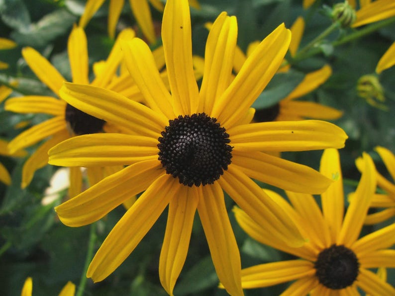 Black Eyed Susan Bareroot Plant - Rudbeckia fulgida Perennial Flower for Gardens and Landscaping
