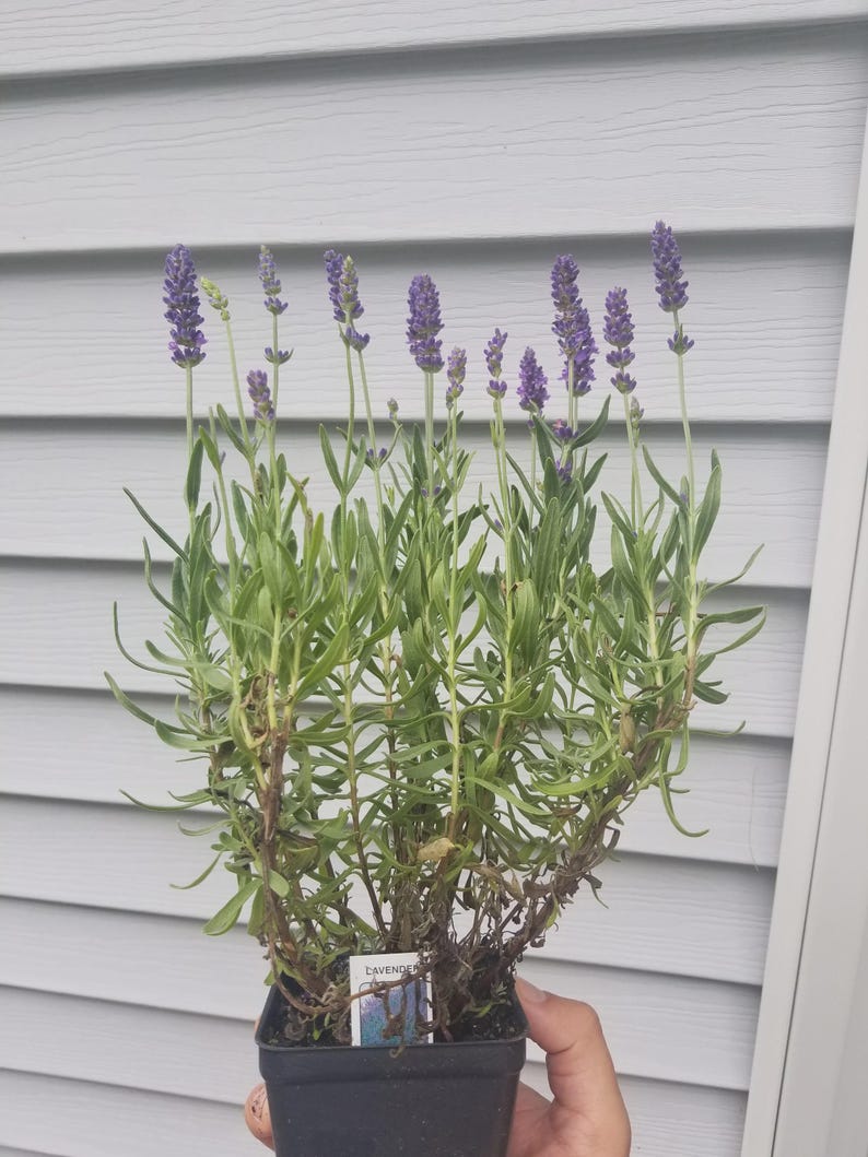 Lavender Plant - 4" Pot English Lavender - Lavandula angustifolia - Fragrant, Drought-Tolerant, Pollinator-Friendly