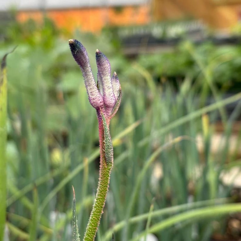 Kangaroo Paw Live Plant 3.5" Pot Anigozanthos 'Masquerade' Full Sun to Part Shade Native Australia