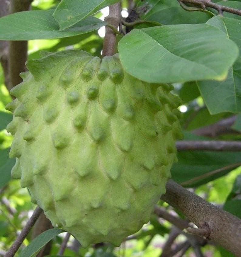 Atemoya Priestly Tree - Grafted 3 Gallon Pot - Tropical Annona Hybrid Fruit Plant