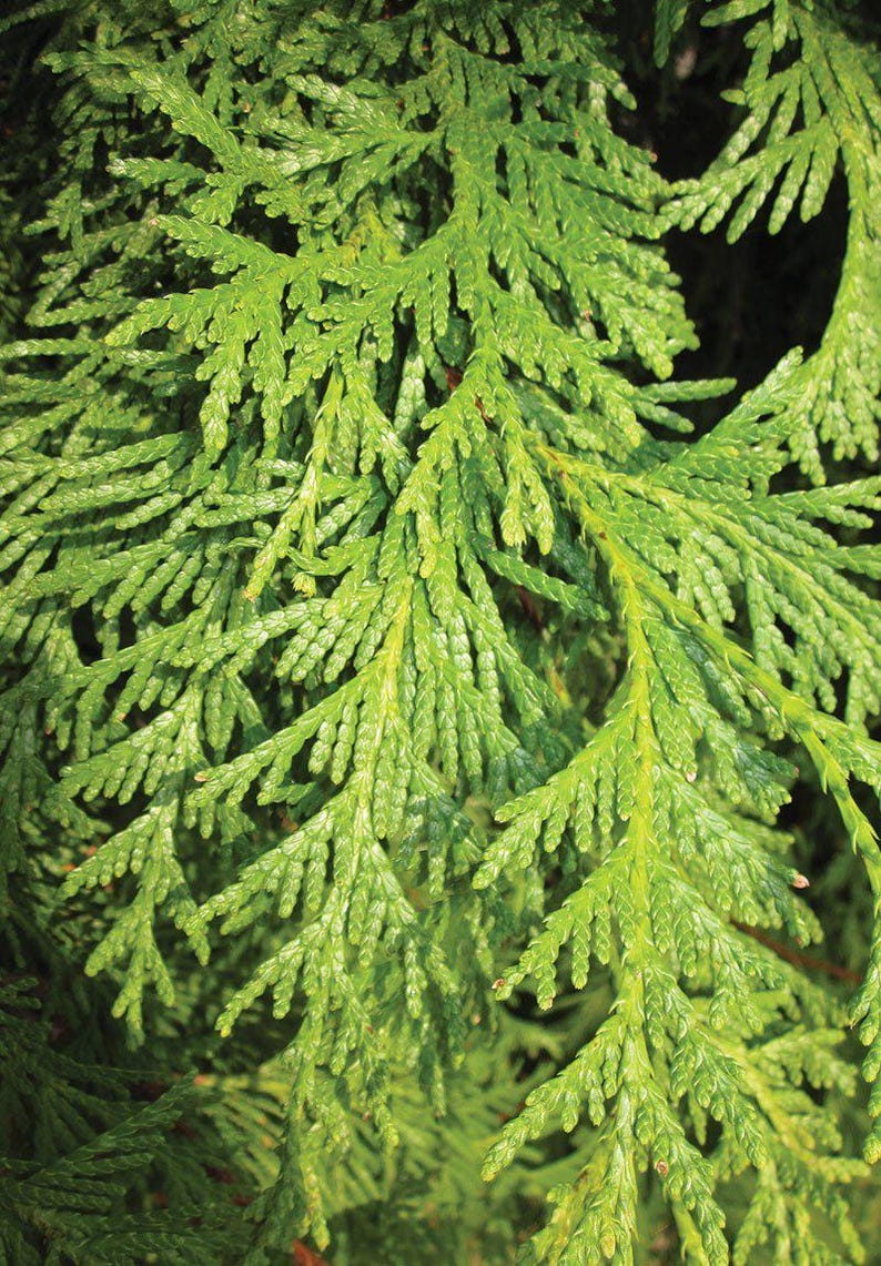 Northern White Cedar Bareroot Plant 8-18 Inches | Thuja occidentalis Native Evergreen Tree for Landscaping