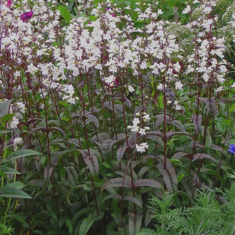 Penstemon Huskers Red Bareroot Plant - Perennial Flowering Plant with Deep Red Blooms, Attracts Pollinators, Drought-Tolerant