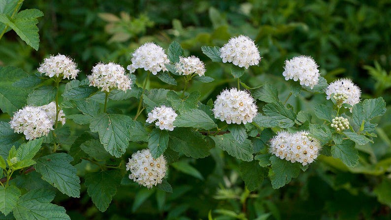 Ninebark Shrub Bare Root 18-24 Inches Physocarpus opulifolius Native North America