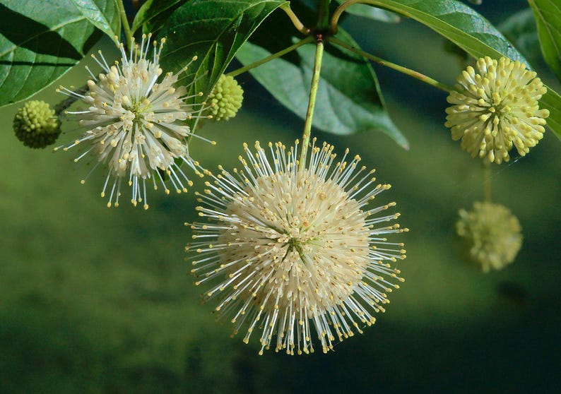 Buttonbush Plant - 10-18 Inches Bareroot Cephalanthus occidentalis Native North American Shrub for Wetlands & Pollinators