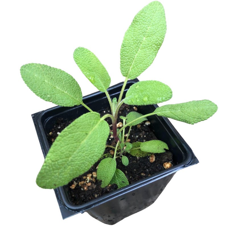 Organic Sage Plant 2.5-Inch Pot Grower's Friend Salvia officinalis Culinary Herb