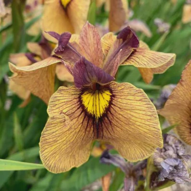 Iris Pseudata Yarai Bareroot Plant – Japanese Water Iris – Aquatic Perennial – Clump-Forming Iris pseudata Yarai