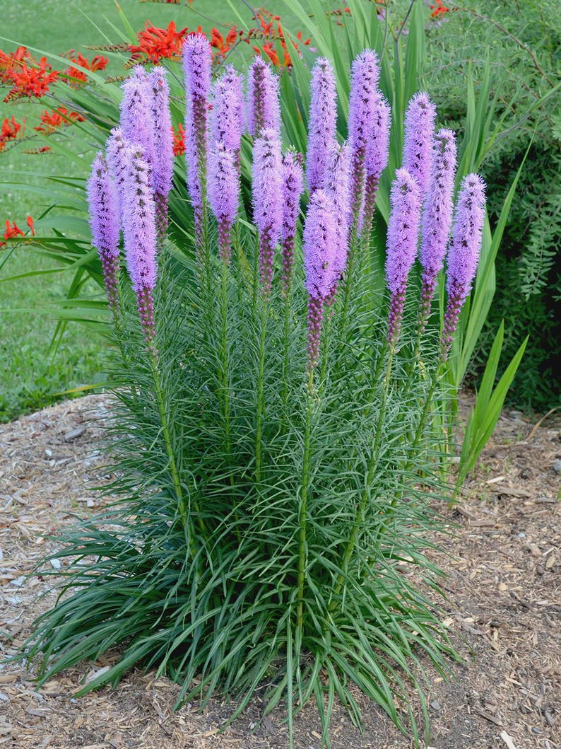 Liatris spicata Bare Root Plants - 3 Blazing Star Perennials for Pollinators & Borders
