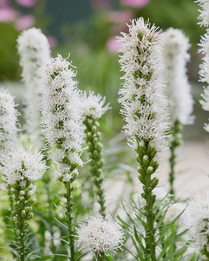 White Liatris Plants - 3 Bare Root Blazing Star Liatris spicata Perennial Flowers for Pollinators & Borders