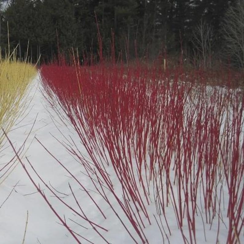 Red Osier Dogwood Bare Root Plant - Cornus sericea Shrub for Landscaping & Erosion Control