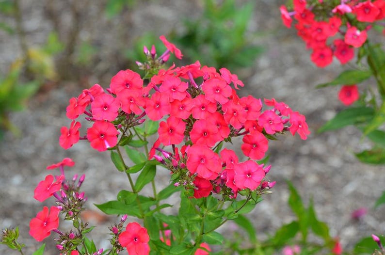 Red Garden Phlox Bareroot Plant – Vibrant Red Flowers, Phlox paniculata, Pollinator Attracting, Long Blooming, Drought-Resistant