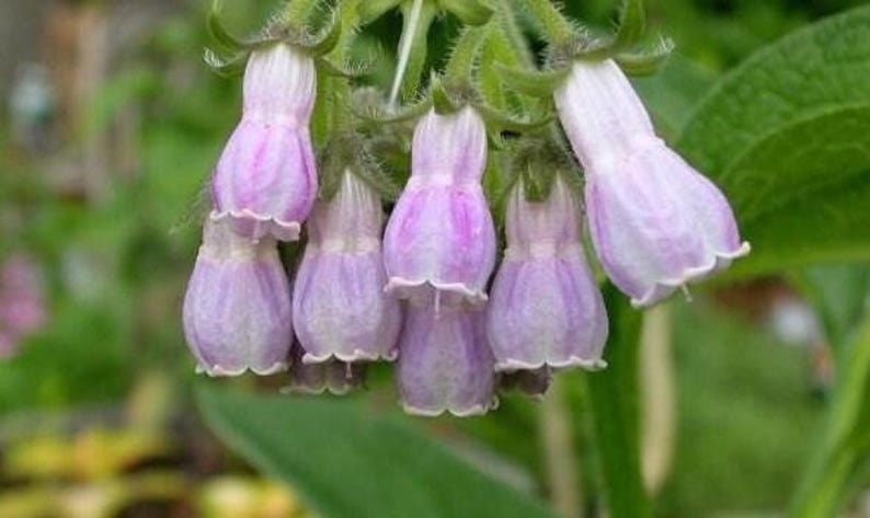 Comfrey Plant Bareroot – Hardy Perennial Herb for Herbalism, Symphytum officinale, Zones 3-9