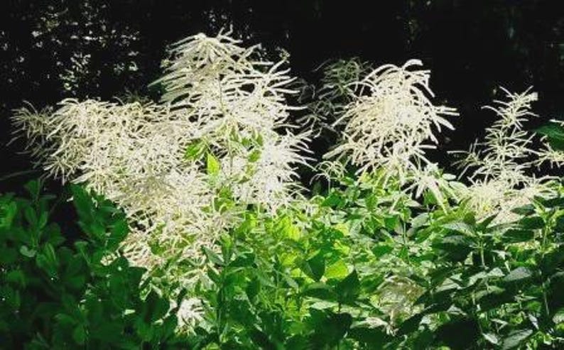 Goatsbeard Plants Set of 3 | Aruncus dioicus | Hardy Perennial for Zones 3-9 | Partial Shade & Full Sun