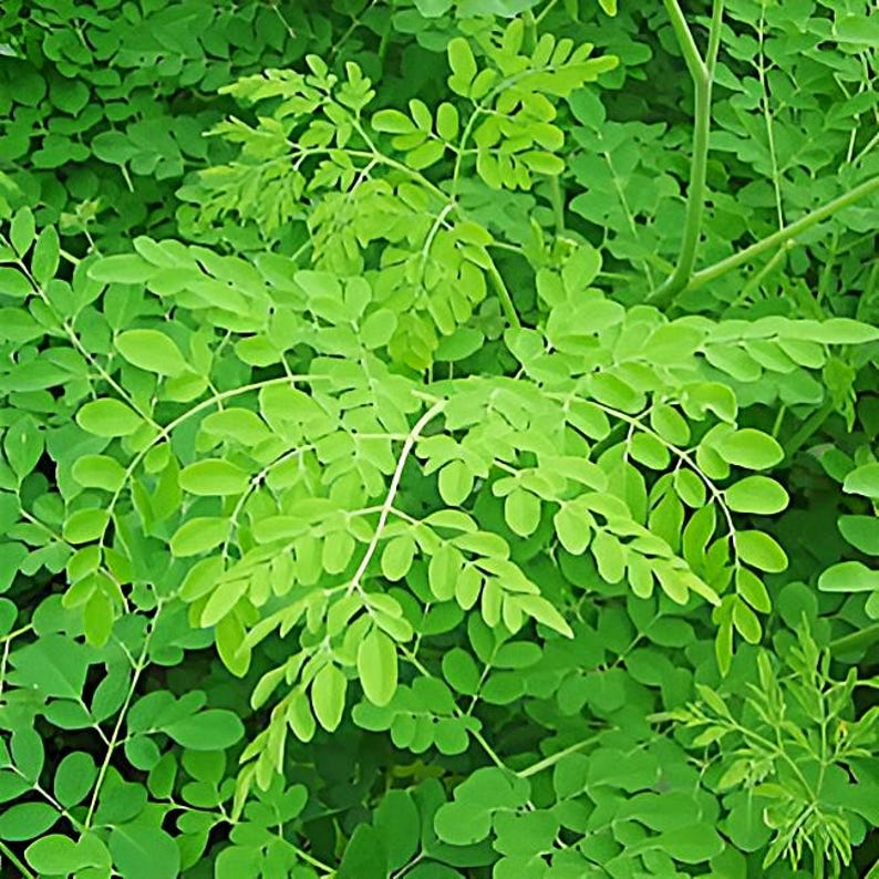 Organic Dwarf Moringa Plant 8-14 Inch in Half Gallon Pot, Moringa oleifera, Container-Friendly, Easy to Grow, Year-Round Harvest