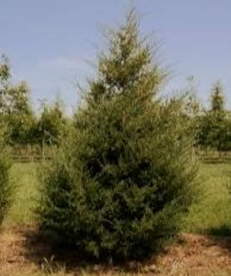 Eastern Red Cedar Plant in Quart Pot | Juniperus virginiana | Native Evergreen Conifer for Landscaping Zones 2-9