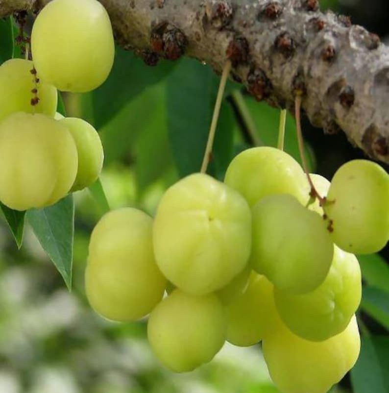 Organic Star Gooseberry Plant in Pot - Dwarf Phyllanthus acidus Fruiting Tree for Easy Home Growing