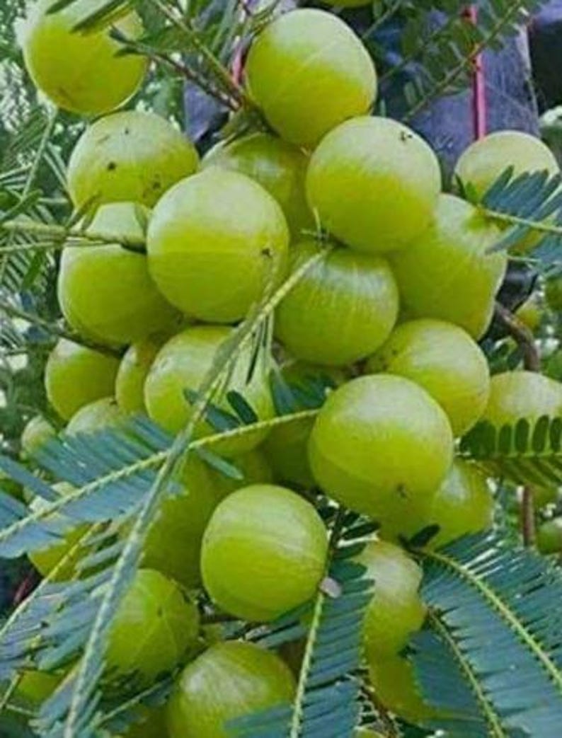Organic Dwarf Amla Plant - Indian Gooseberry - Easy to Grow 10-12 Inch Tree in Pot