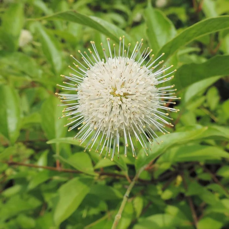 Buttonbush Live Plant 1 Quart Pot Cephalanthus occidentalis Native Shrub for Zones 5-9 Full Sun to Part Shade