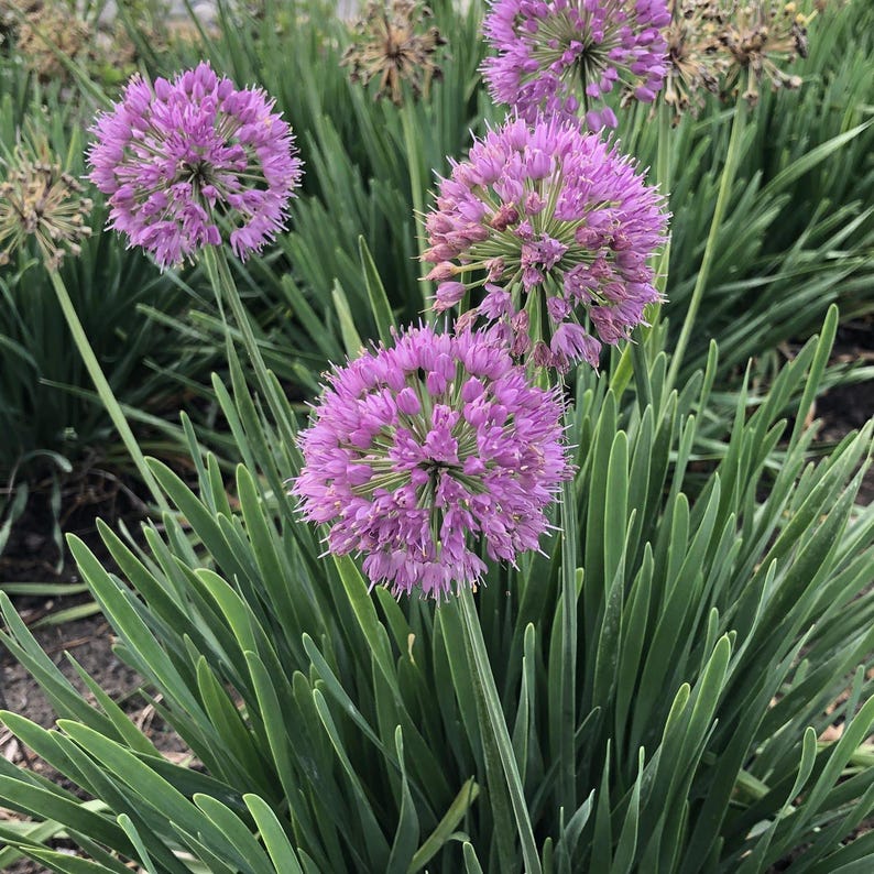 Allium Bulbs Bare Root Clump Serendipity Variety Allium 'Serendipity' Flowering Plant