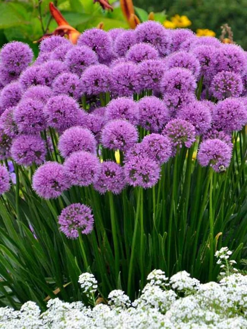 Allium Bulb Clump - Millenium Variety - Bare Root Allium Millenium - Purple Globe-Shaped Flowers for Borders & Pollinators