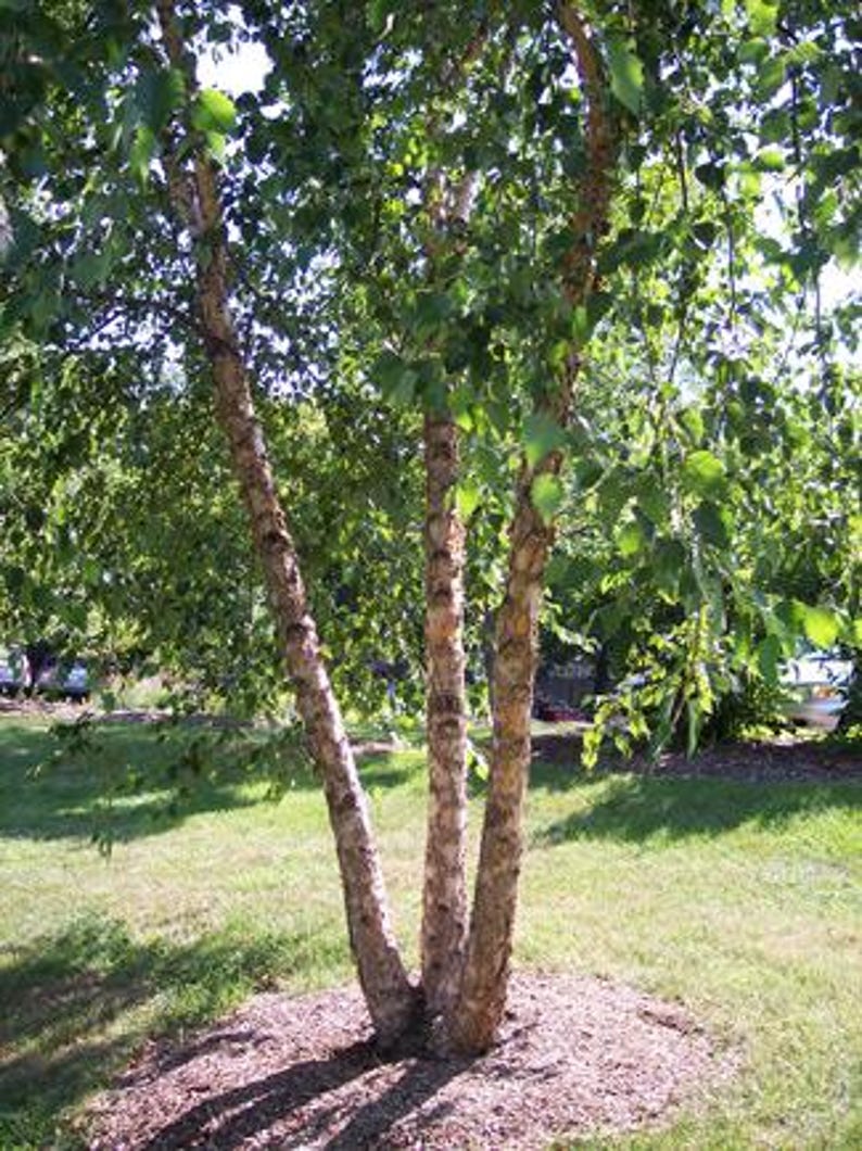 Copper Birch Tree 3-Pack | 2-3 Foot Fast Growing Betula nigra with Cinnamon Bark