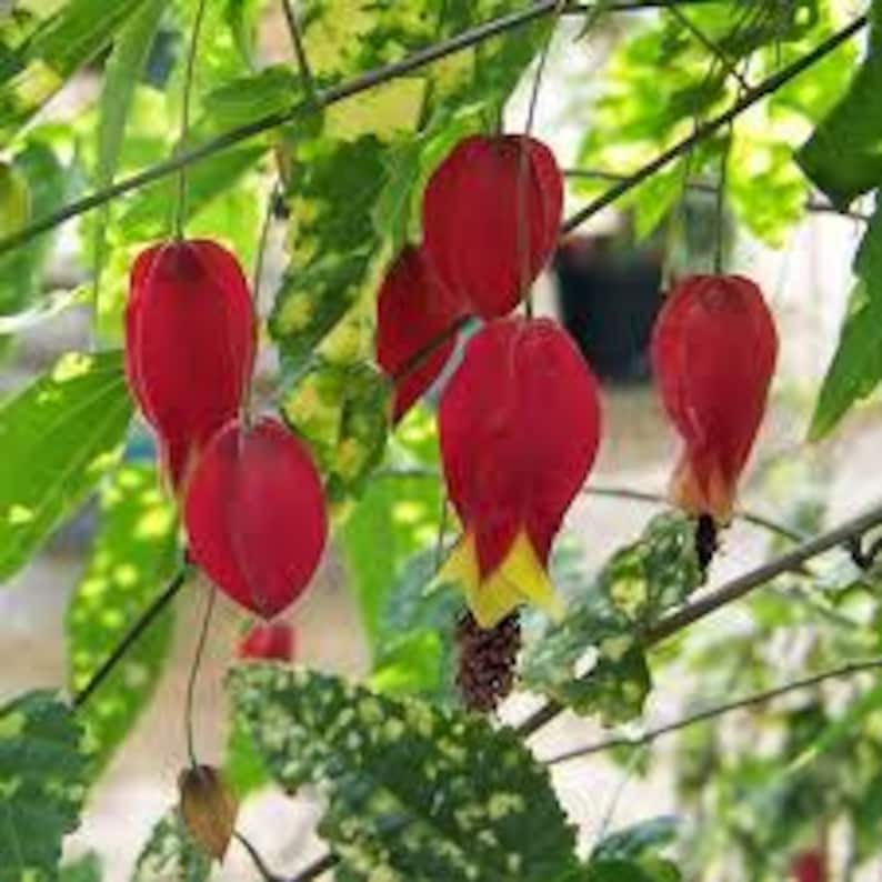 Abutilon Plant 4-Inch Pot Variegated Chinese Lantern Abutilon megapotamicum 'Variegatum' Indoor Outdoor Decor