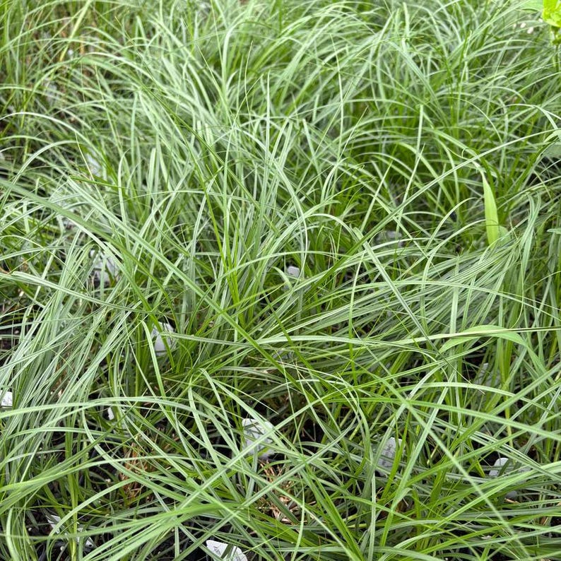 Rattlesnake Master Live Plant 4" Pot - Eryngium yuccifolium - Native Perennial for Full Sun - Zones 3-8