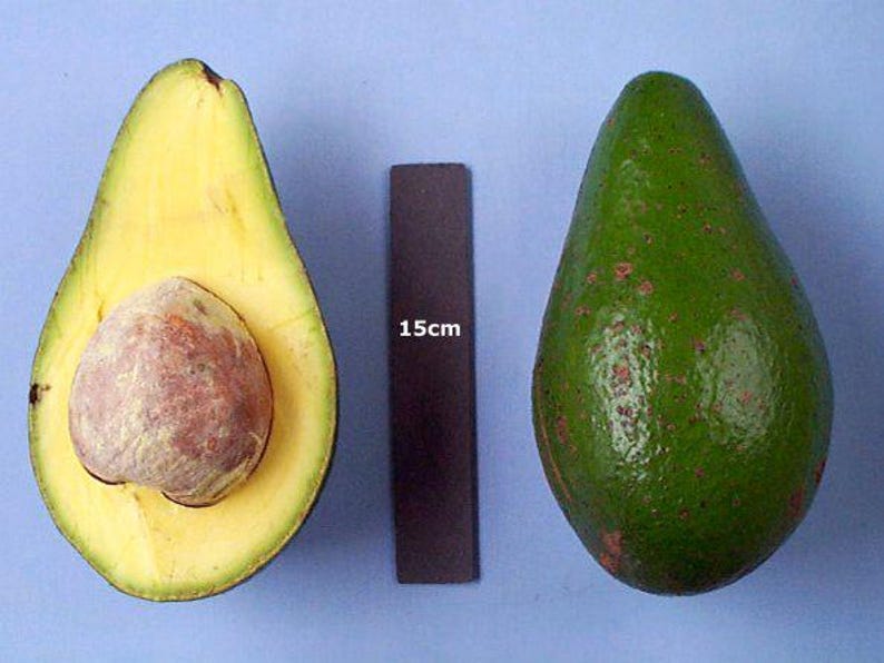 Grafted Hall Avocado Tree - 1ft Tall - Dense, High Fat Content - Persea americana - Potted Plant