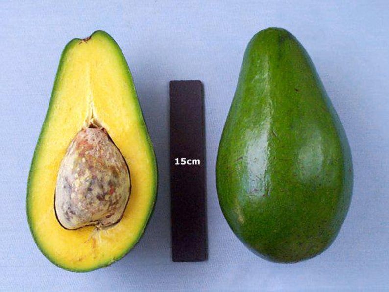 Grafted Pollack Avocado Tree 6" Pot - Persea americana - Compact, Early-Season Fruit for Home Garden