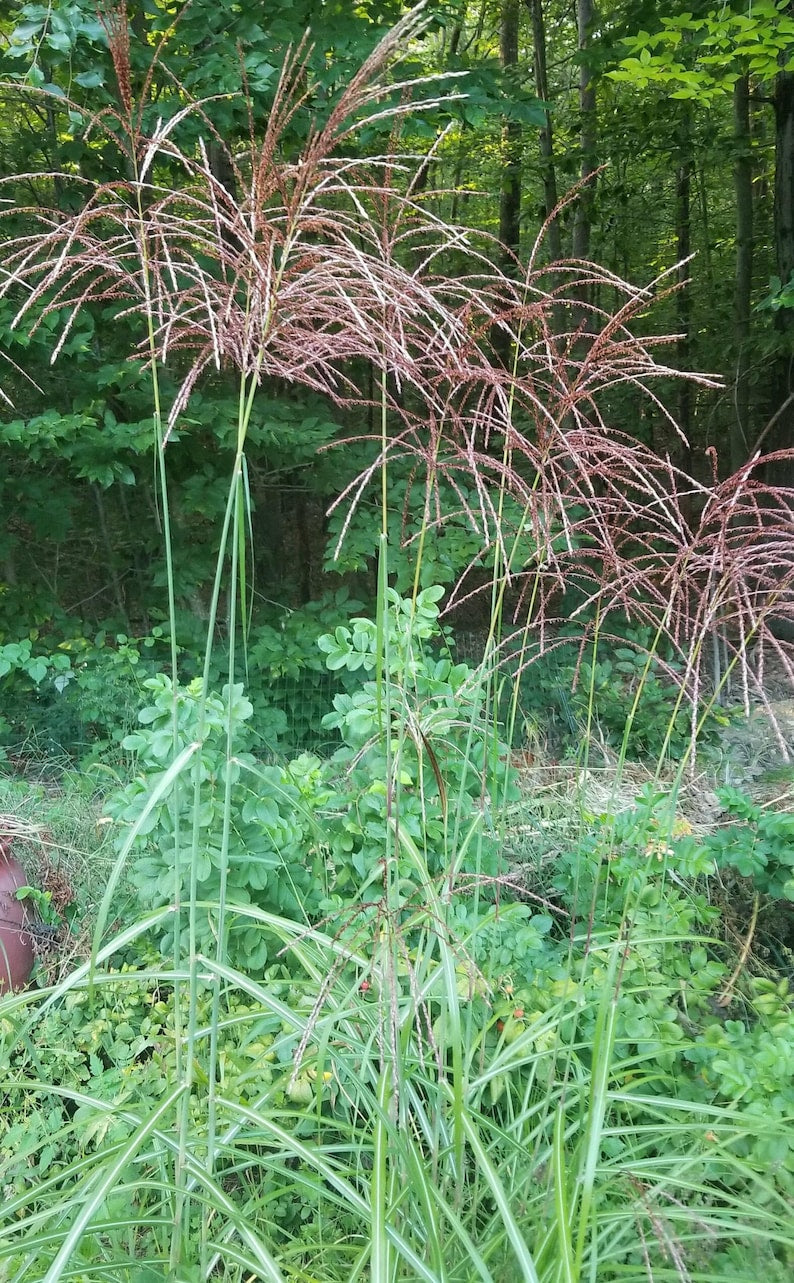 Miscanthus sinensis Bareroot Ornamental Grass for Gardens, Feathery Plumes, Privacy Screen, Drought-Tolerant