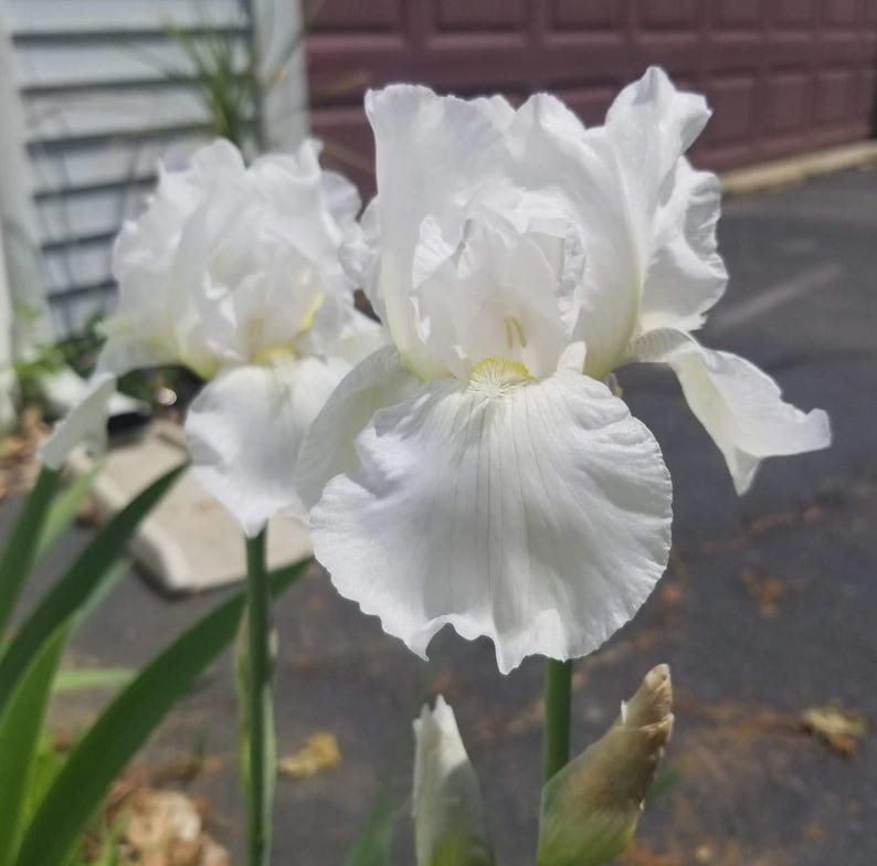 White Bearded Iris Plant - Large White Blooms, 1 Fresh Fan, Iris germanica, Garden Flower, Fragrant, Drought-Tolerant