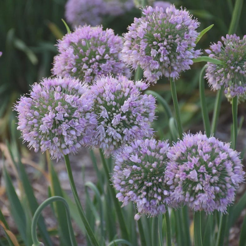 Ornamental Onion Bulb Clump - Bubble Bath Variety - Allium 'Bubble Bath' - Drought-Tolerant Perennial for Borders & Gardens