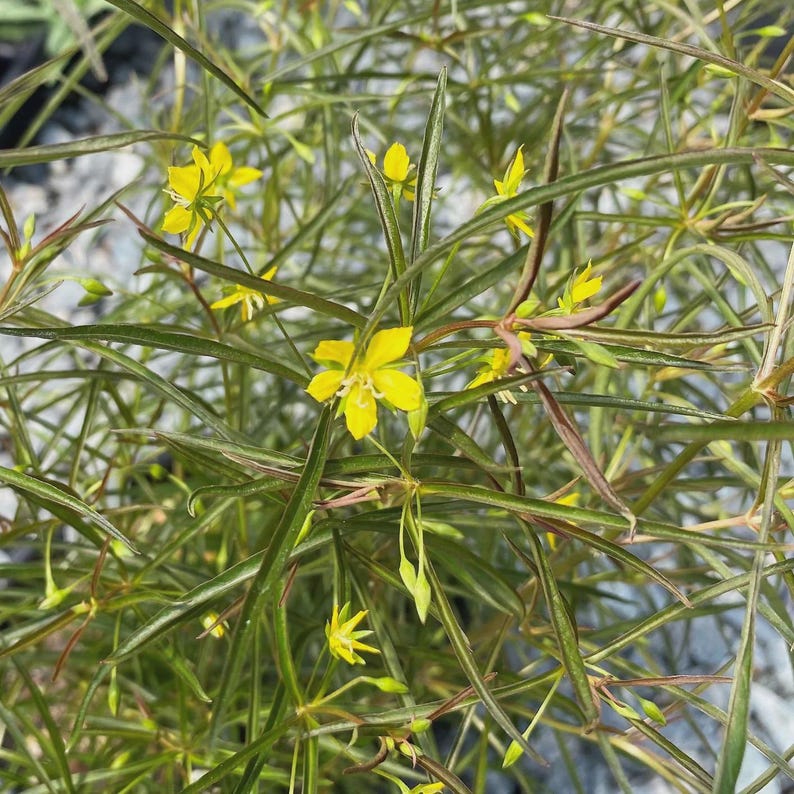 Lanceleaf Loosestrife Plant - 1 Rooted Lysimachia lanceolata Bare-Root Perennial for Gardens and Borders