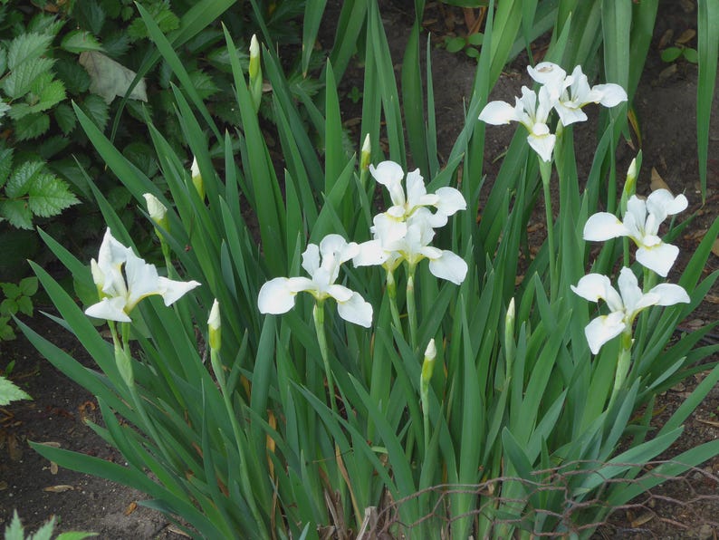 Siberian Iris Bareroot Plants - White Variety - Easy Care Perennial - Iris sibirica - Zones 3-8