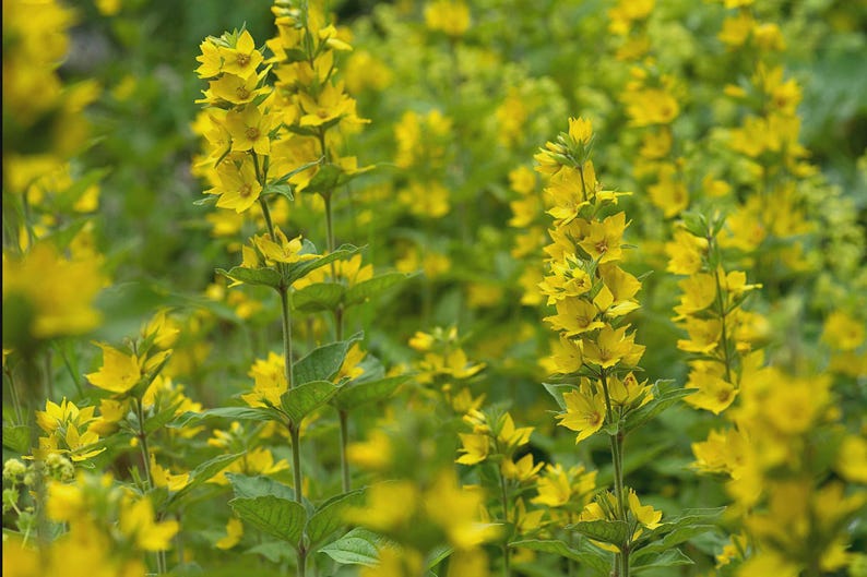 Yellow Loosestrife Bareroot Clump - Carefree Spreading Perennial Lysimachia vulgaris for Borders & Wildflower Gardens