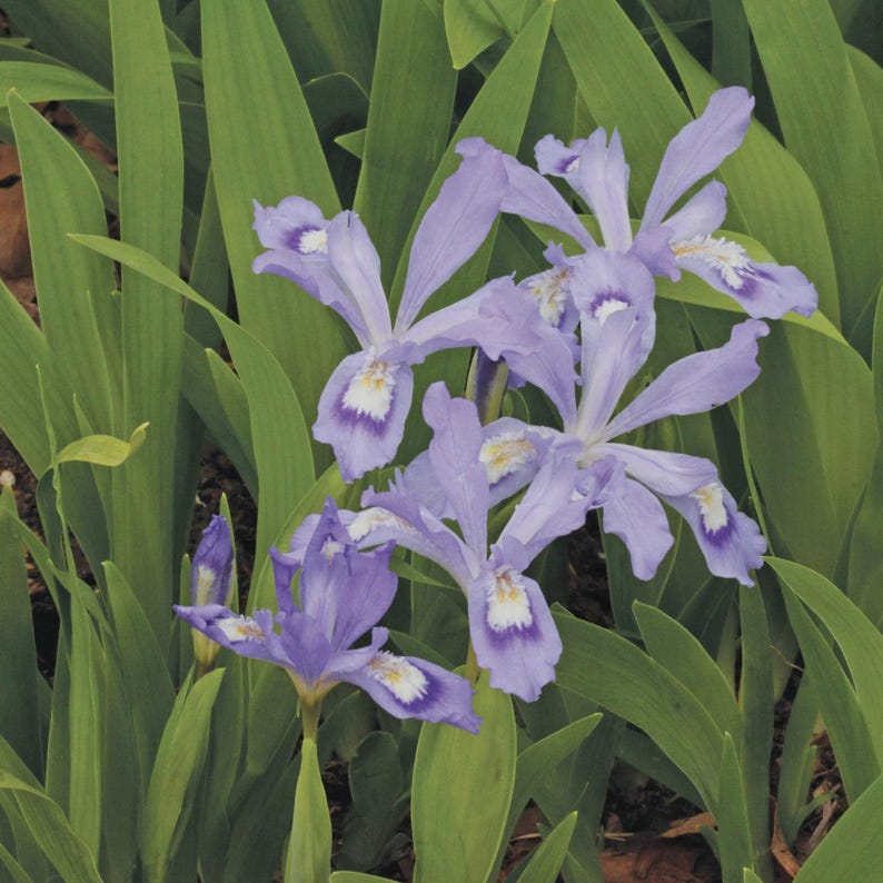 Dwarf Crested Iris Bareroot Plants – Native Iris cristata for Gardens, Borders, Rock Gardens, 5 Small Plants