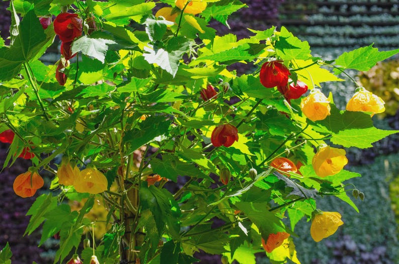 Abutilon Lucky Lantern Red Yellow Tangerine Plant in 4" Pot – Abutilon hybrid, flowering shrub, pollinator-friendly
