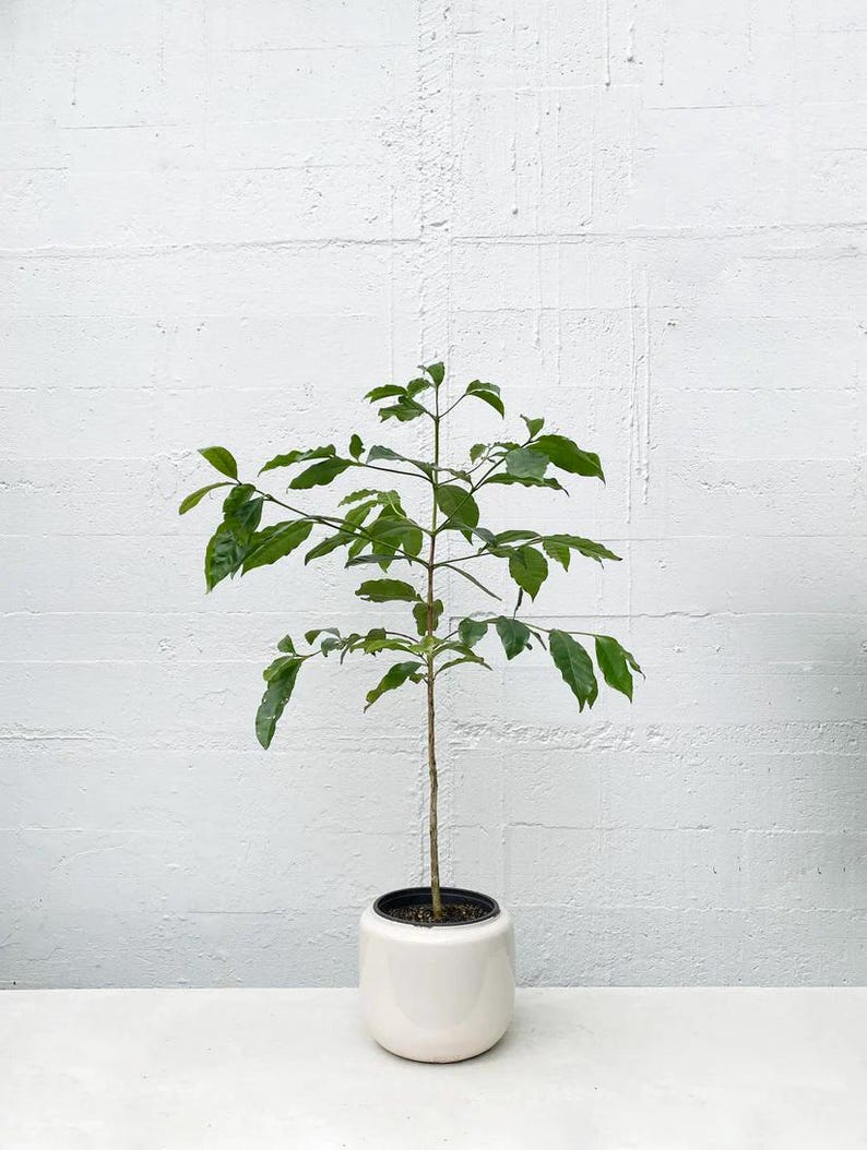 Arabica Coffee Plant in 3-Gallon Pot | Coffea arabica Indoor/Outdoor Houseplant for Fresh Coffee Beans