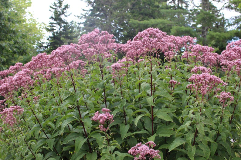 Joe Pye Weed Bareroot Plant Eutrochium purpureum Native Perennial for Full Sun Zones 3-9