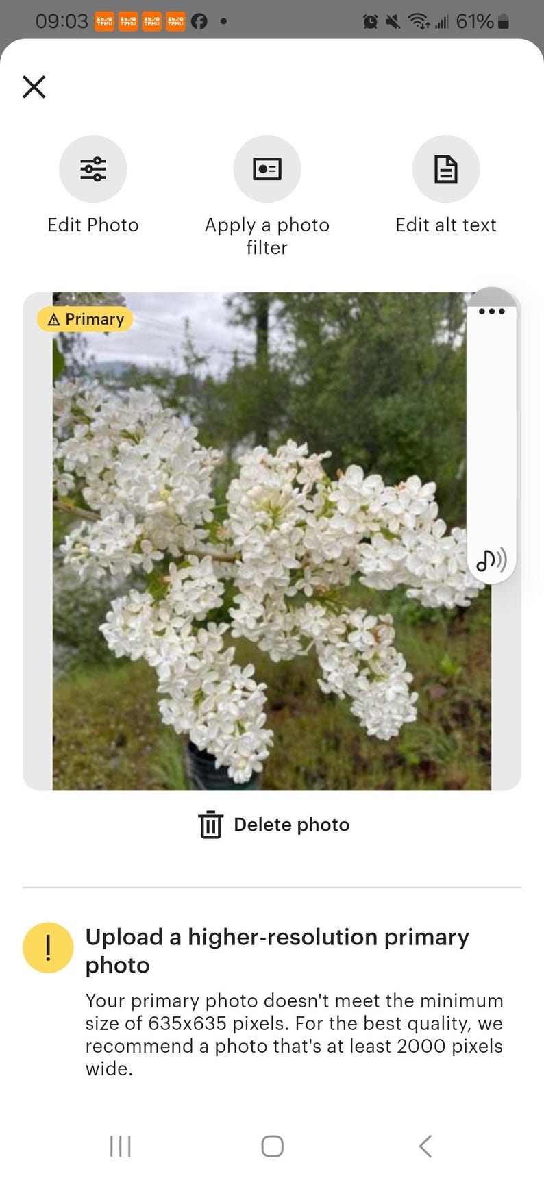 Two Jumbo Bare Root White Lilac Bush Starts Syringa vulgaris Fragrant Perennial Flowers