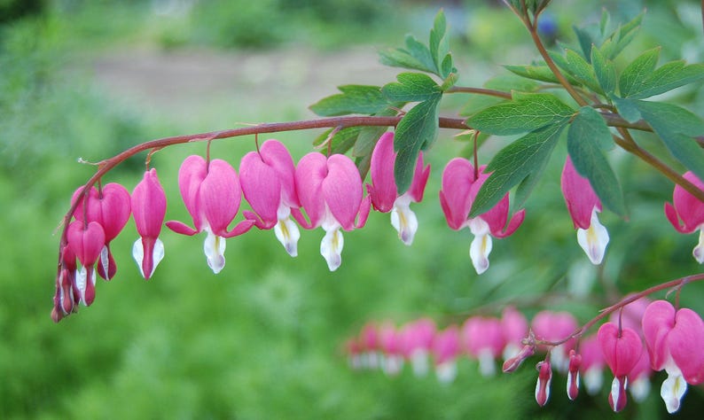 Bleeding Hearts Plant Bare Root Lamprocapnos spectabilis Pink Heart-Shaped Flowers Shade to Partial Sun Hardy Zones 2-8