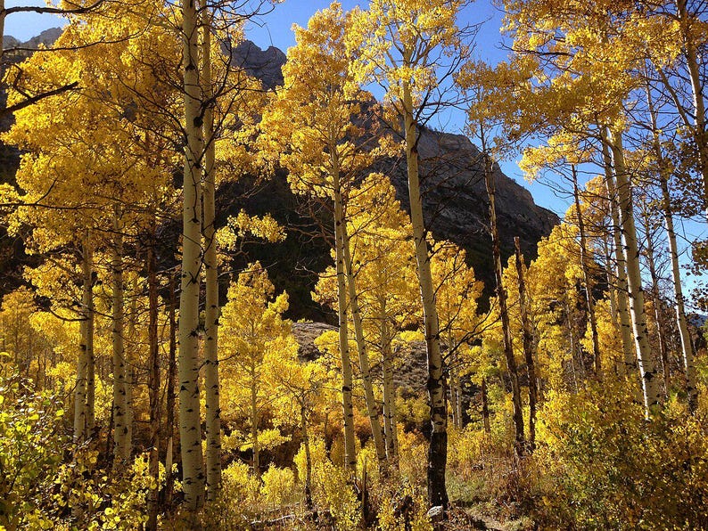 Quaking Aspen Tree Bareroot 18-24 Inches Populus tremuloides Native Landscaping Reforestation