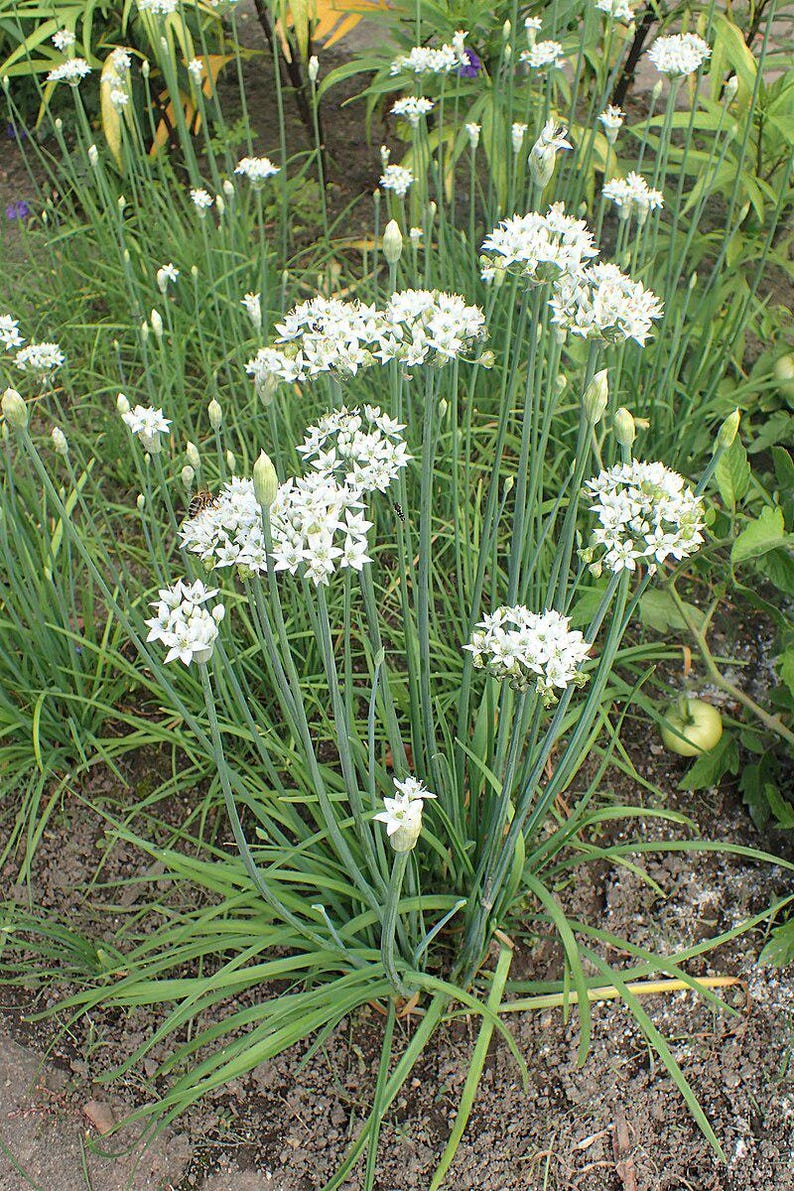 Garlic Chive Plant Bareroot Allium tuberosum Aromatic Herb for Culinary Use Garden Plant