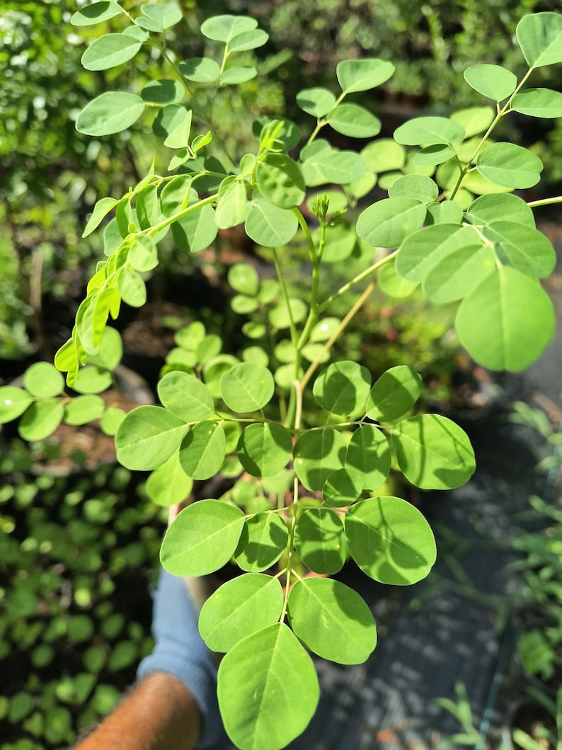 Organic Moringa Plant Live 4-Inch Pot Moringa oleifera Drumstick Tree Horseradish Tree Malunggay