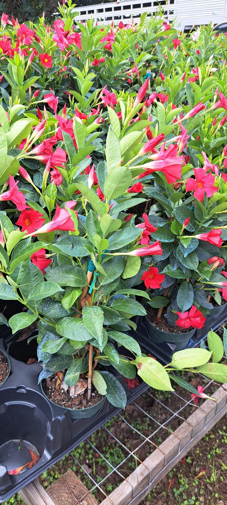 Mandevilla Flaming Red Plant in 6-Inch Pot - Flowering Climbing Vine for Full Sun