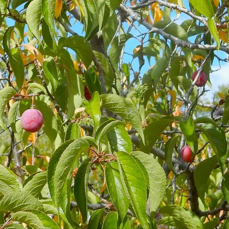 Live American Plum Plant in 1 Quart Pot | Prunus americana | Edible Fruit Tree for Zones 3-8