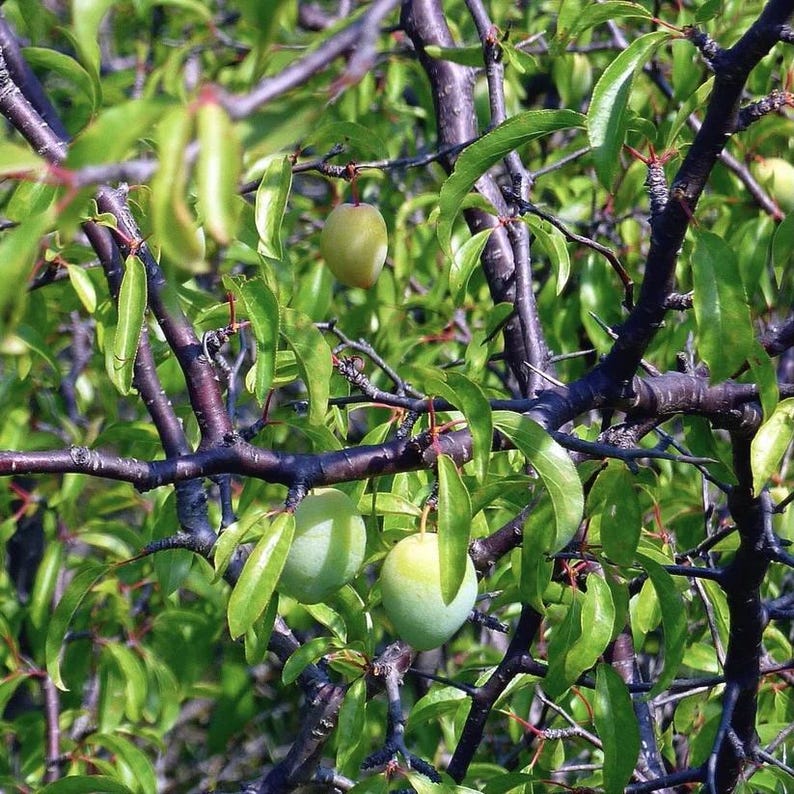 Chickasaw Plum Live Plant 1 Quart Pot Prunus angustifolia Native to Central & Eastern U.S. Zones 5-9