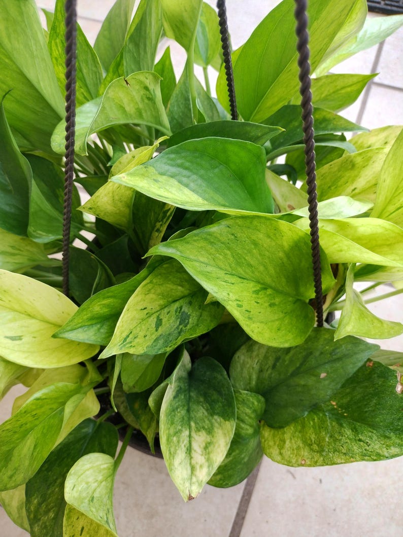 Rare Pothos Marble Neon Cutting - 1 Rooted + 1 Free Cutting - Epipremnum aureum Indoor Plant