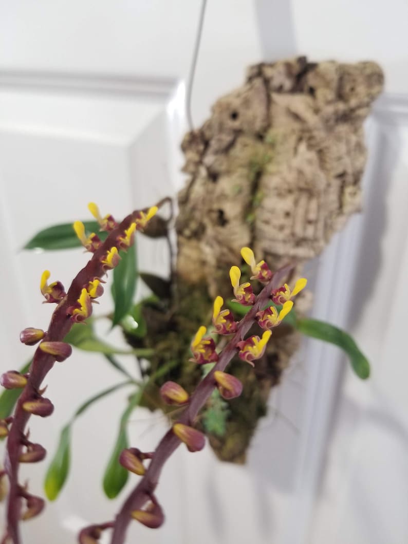 Bulbophyllum falcatum Orchid Plant – Small Size, Unique Flowers, Epiphytic, Indoor Orchid